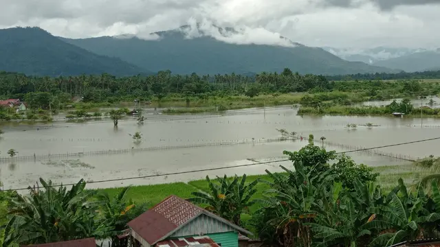 banjir Konawe Utara, ratusan lahan pertanian terendam banjir.