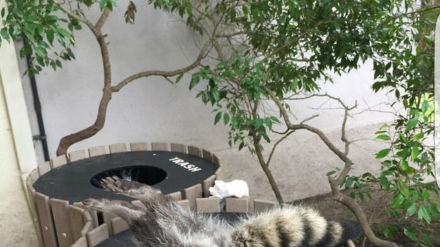 7 Potret Kocak Hewan Saat Terjebak, Minta Bantuan Manusia untuk Dilepaskan