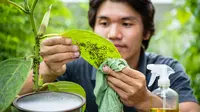 Cara Mengatasi Hama Semut pada Tanaman Secara Alami dan Aman