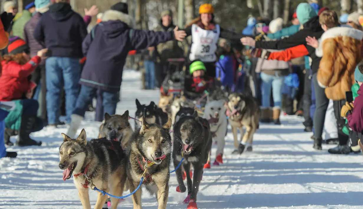 Rookie Victoria Hardwick dan gerombolan anjingnya mengikuti perlombaan kereta luncur anjing Trail Iditarod di Anchorage, 2 Maret 2019. Iditarod sudah menjadi tradisi di Alaska, sejak daerah ini belum menjadi negara bagian Amerika. (AP/Michael Dinneen)