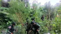 Satuan Tugas Pengamanan Perbatasan (Satgas Pamtas) RI-PNG Yonif 126/KC Kolakopsrem 172/PWY menemukan ladang ganja seluas kurang lebih 400 meter persegi di jalan Lintas Jayapura Wamena KM 139, Distrik Waris, Kabupaten Keerom. (Foto: Istimewa)