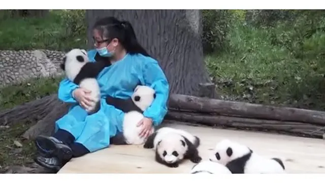 Pengasuh Panda