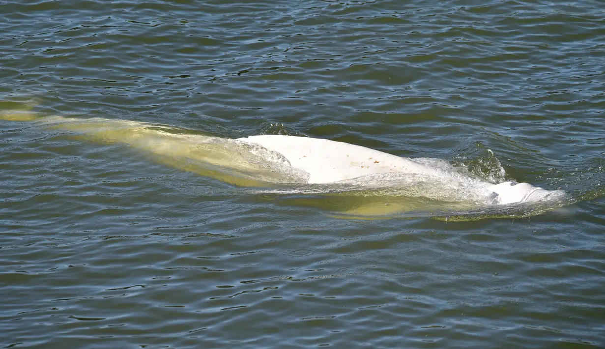 Seekor paus beluga terlihat berenang di sungai Seine Prancis, dekat kunci di Courcelles-sur-Seine, Prancis barat pada 5 Agustus 2022. Tidak jelas mengapa paus itu menyimpang begitu jauh dari habitat aslinya, puluhan kilometer di jalur air yang sibuk dan hampir setengah jalan ke Paris, melewati Pelabuhan Rouen. (Jean-François MONIER / AFP)