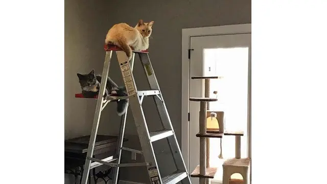 10 Potret Ini Buktikan Kucing Bisa Tidur di Mana Saja, Bikin Geleng Kepala