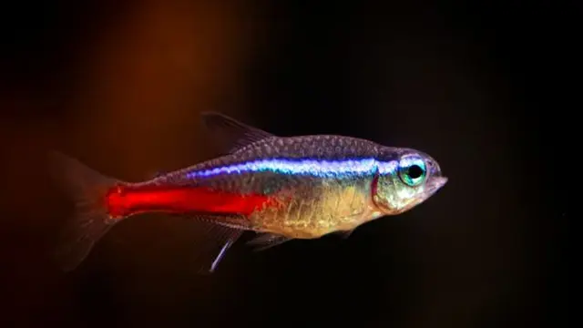 Ilustrasi Ikan Neon Tetra/Photo by William F. Aicher on Unsplash