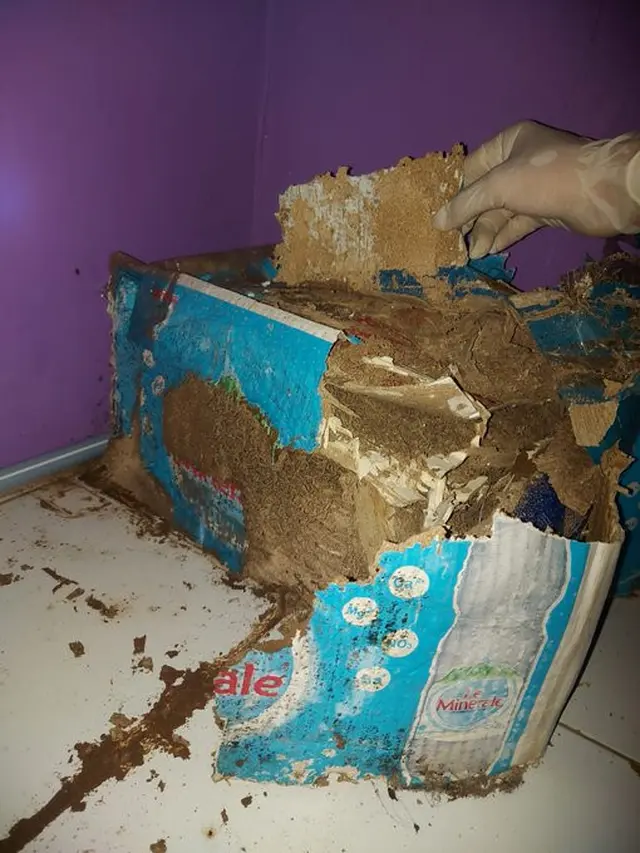 6 Potret Kamar Kos Berjamur karena Ditinggal Mudik Ini Bikin Miris