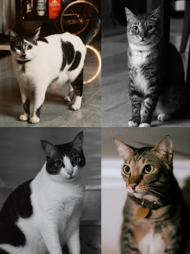 Kucing Ariel Tatum