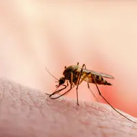 ilustrasi nyamuk/nechaevkon/shutterstock