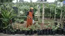 Wagiman (40), petugas Penanganan Prasarana dan Sarana Umum (PPSU) Kelurahan Pondok Kopi melakukan penyemprotan kebun anggur di kawasan Rawa Jaya, Kecamatan Duren Sawit, Jakarta Timur, Senin (6/6/2022). Kebun yang dikelola sejak awal 2021 tersebut saat ini telah membudidayakan sekitar 15 jenis tanaman anggur, baik impor maupun lokal. (merdeka.com/Iqbal S. Nugroho)