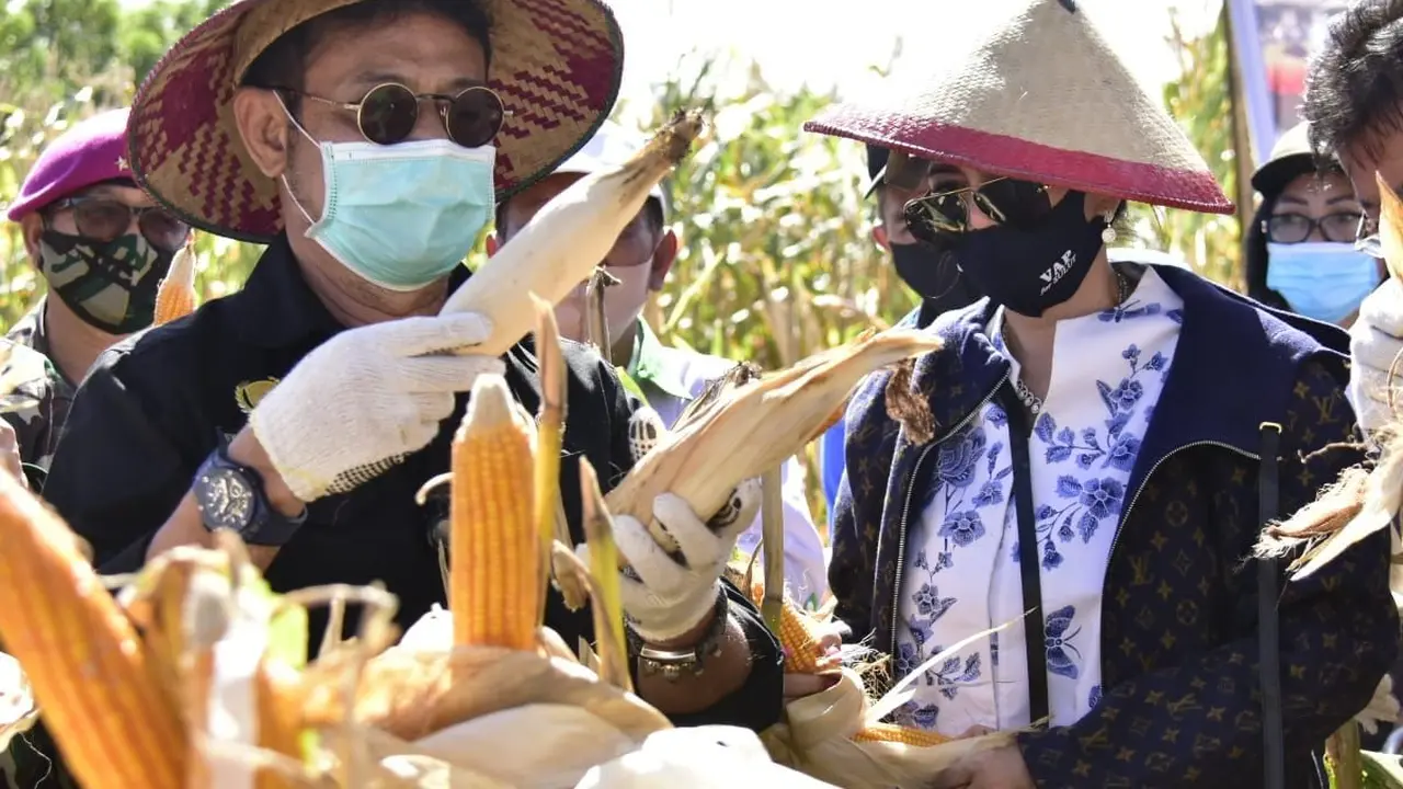 Menteri Pertanian Syahrul Yasin Limpo di kegiatan tanam sekaligus panen integrasi kedelai-kelapa dan panen jagung di Desa Tontalete, Kecamatan Kema, Kabupaten Minahasa Utara (Minut), Minggu (30/8/2020). (Dok Kementan)