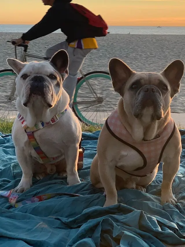 Anjing Lady Gaga, Koji dan Gustav. (Instagram/ ladygaga)