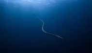 Ular Laut yang Bisa Menyelam hingga Kedalaman 245 Meter, Ini Faktanya