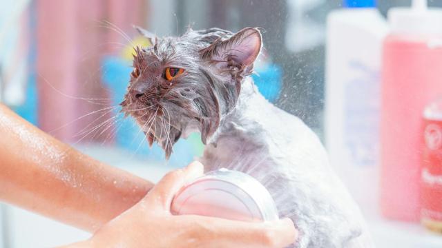 Cat Bath