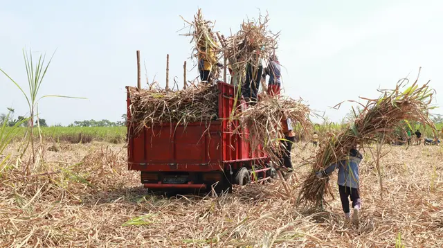 Pengembangan Bioetanol Tetes Tebu Perlu Penguatan Pasokan Bahan Baku