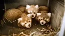 Kebun Binatang Virginia di Norfolk mengumumkan kelahiran panda merah kembar tiga pada 19 Agustus 2019. Dua bayi jantan dan satu betina tersebut lahir pada 18 Juni lalu. (The Virginia Zoo via AP)