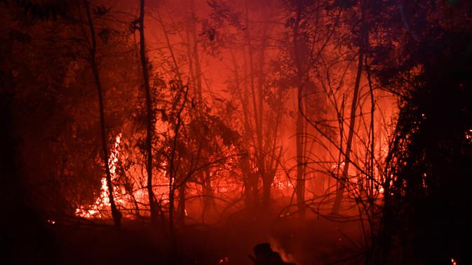 Api membakar hutan dan lahan (karhutla) di Pekanbaru, Riau, Jumat (13/9/2019). Badan Meteorologi, Klimatologi dan Geofisika (BMKG) Pekanbaru pada Jum'at pagi menyatakan jarak pandang di Pekanbaru hanya 300 meter. (ADEK BERRY/AFP)