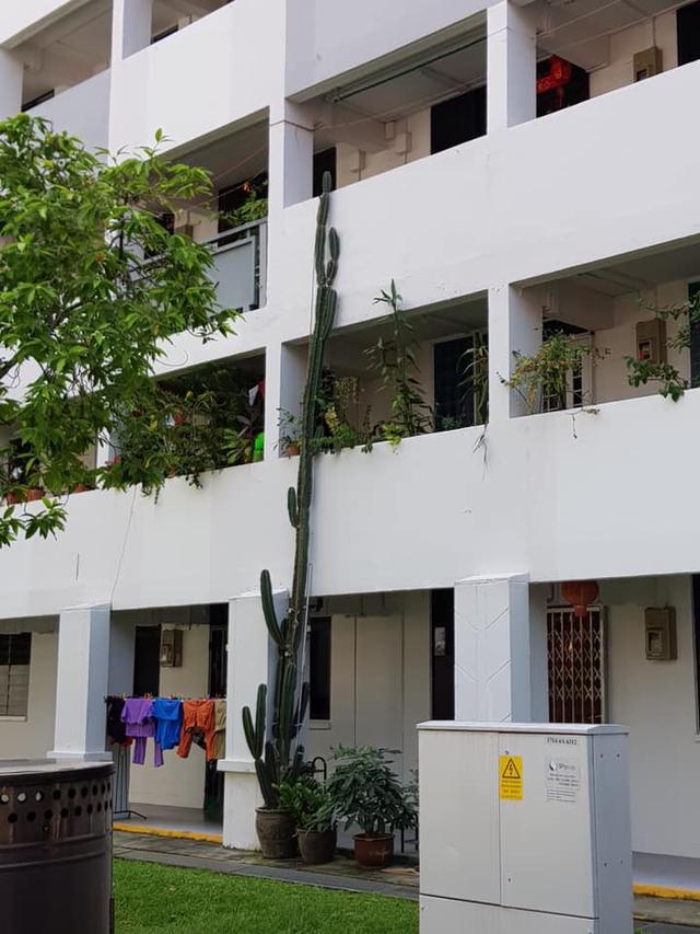 Kaktus Tumbuh Setinggi 3 Lantai Ini Curi Perhatian, Bak dalam Dongeng