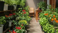 Kebun Sayur Pakai Polybag vs Pot, Mana yang Lebih Cepat Panen? Ini Perbandingan Lengkapnya