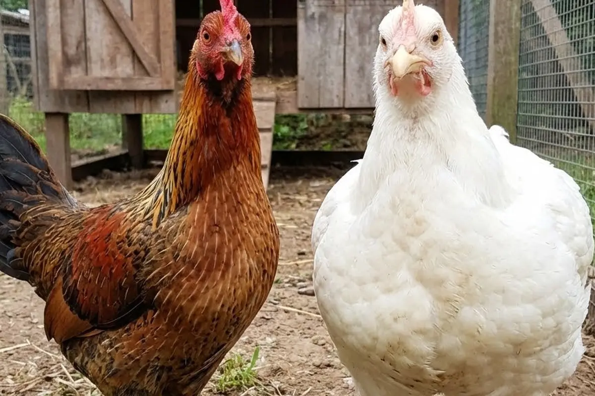 Ayam Kampung vs Ayam Broiler