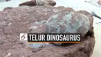 Seorang anak laki-laki berusia 9 tahun bernama Zhang Yangzhe menemukan fosil telur dinosaurus di Kota Heyuan, Guangdong, China. Fosil telur itu diperkirakan berusia 66 juta tahun.