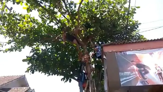 Seorang pria tewas di atas pohon, sesaat setelah tersengat listrik tegangan tinggi.