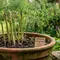 Cara Menanam Asparagus di Pot saat Musim Hujan agar Akar Tidak Busuk