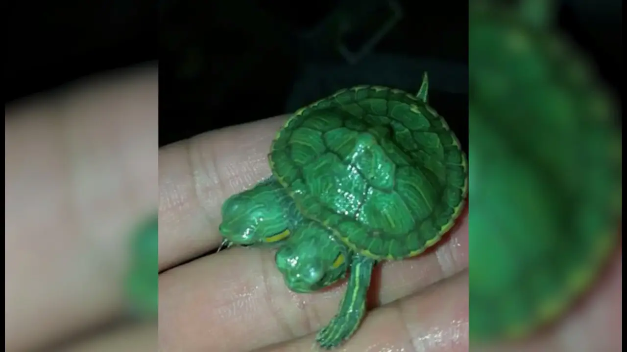 Langka, Penampakan Bayi Kura-Kura Berkepala Dua