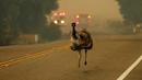 Seekor burung emu dengan luka bakar berlari menyelamatkan diri saat kebakaran melanda di dekat Potrero, California, AS, Senin (20/6). Kebakaran yang terjadi di California disebabkan suhu tinggi dan musim kering yang berkepanjangan. (REUTERS/Mike Blake)