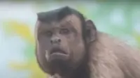video viral monyet dengan wajah dan ekspresi mirip manusia (Facebook/Shanghaiist)