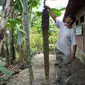 Pisang jenis Rojosewu milik Maiful/ foto : Dian Kurniawan