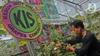 Petani yang tergabung dalam Komunitas Anggur Kebun Imut Sinakal memeriksa buah anggur di Kebun Imut Sinakal, Malakasari, Duren Sawit, Jakarta, Kamis (25/2/2021). Kebun yang dikelola swadaya oleh Komunitas Anggur Jakarta itu membudidayakan 90 jenis anggur. (Liputan6.com/Herman Zakharia)