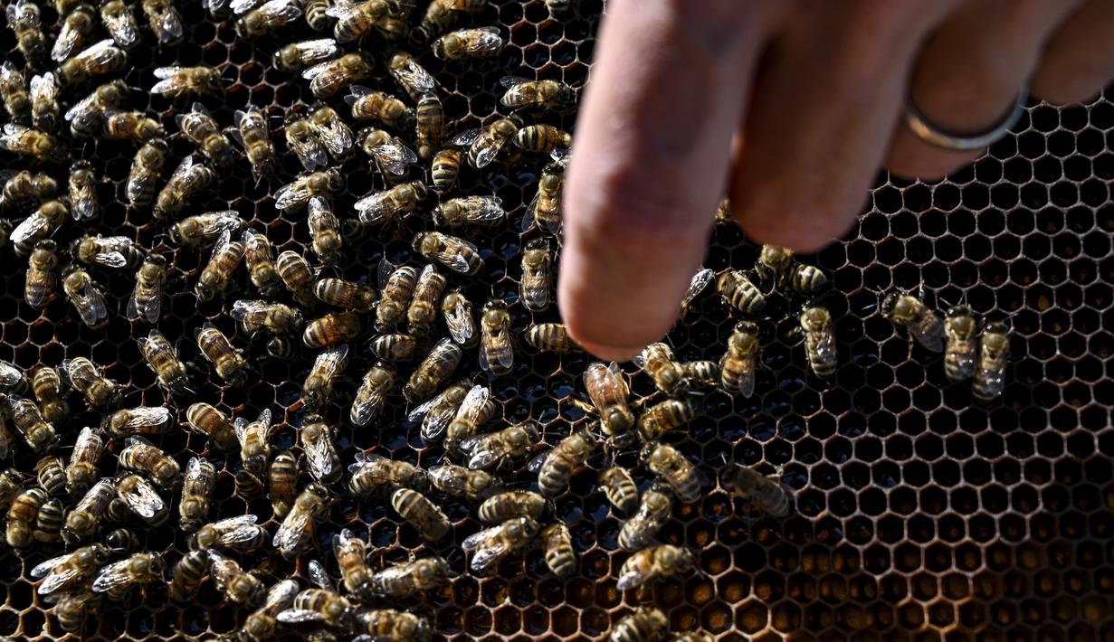 Seorang peternak lebah menunjuk ratu lebah di sarang lebah madu Eropa di sebuah peternakan lebah di Pekan Bada, provinsi Aceh (20/2/2022). Lokasi ini jadikan eduwisata, sambil berwisata peserta belajar membudidaya lebah. (AFP/Chaideer Mahyuddin)