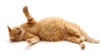 Ilustrasi kucing perut besar. (Foto: Shutterstock)