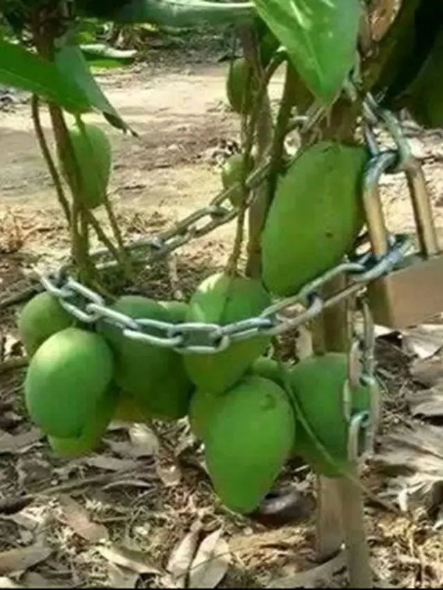 6 Cara Absurd Pengamanan Buah Agar Tak Dicuri Ini Kocak