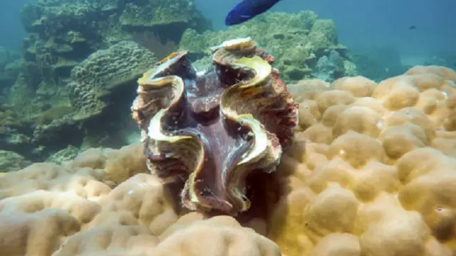 Ilustrasi kerang (iStock)