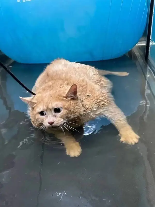Kroshik Si Kucing Tergemuk di Dunia Mati Saat Berjuang Turunkan Berat Badan