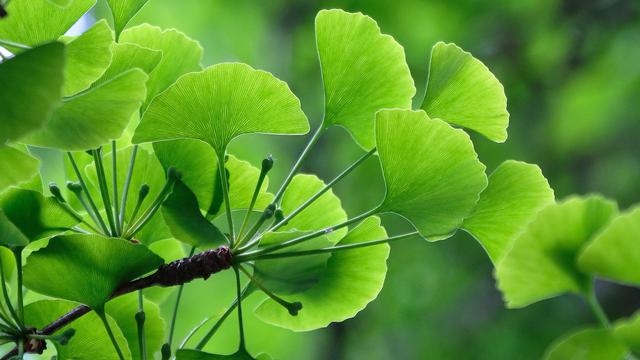 Ginkgo Biloba