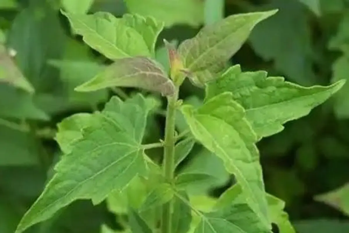 Daun Balakacida