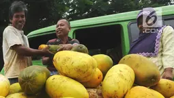 Petani menata timun suri hasil panen untuk dijual di areal pertanian Kampung Kemang, Bogor, Jawa Barat, Kamis (17/5). Pada bulan Ramadan permintaan timun suri mulai meningkat dan dijual mulai dari Rp 5.000 - Rp 8.000 per buahnya. (Merdeka.com/Arie Basuki)