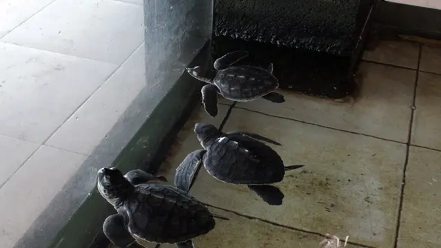 Penangkaran Tukik Gili Trawangan