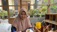 5 Cara Alami Mengatasi Gurem pada Ayam Ternak yang Aman dan Efektif, dari Tembakau hingga Daun Sirih