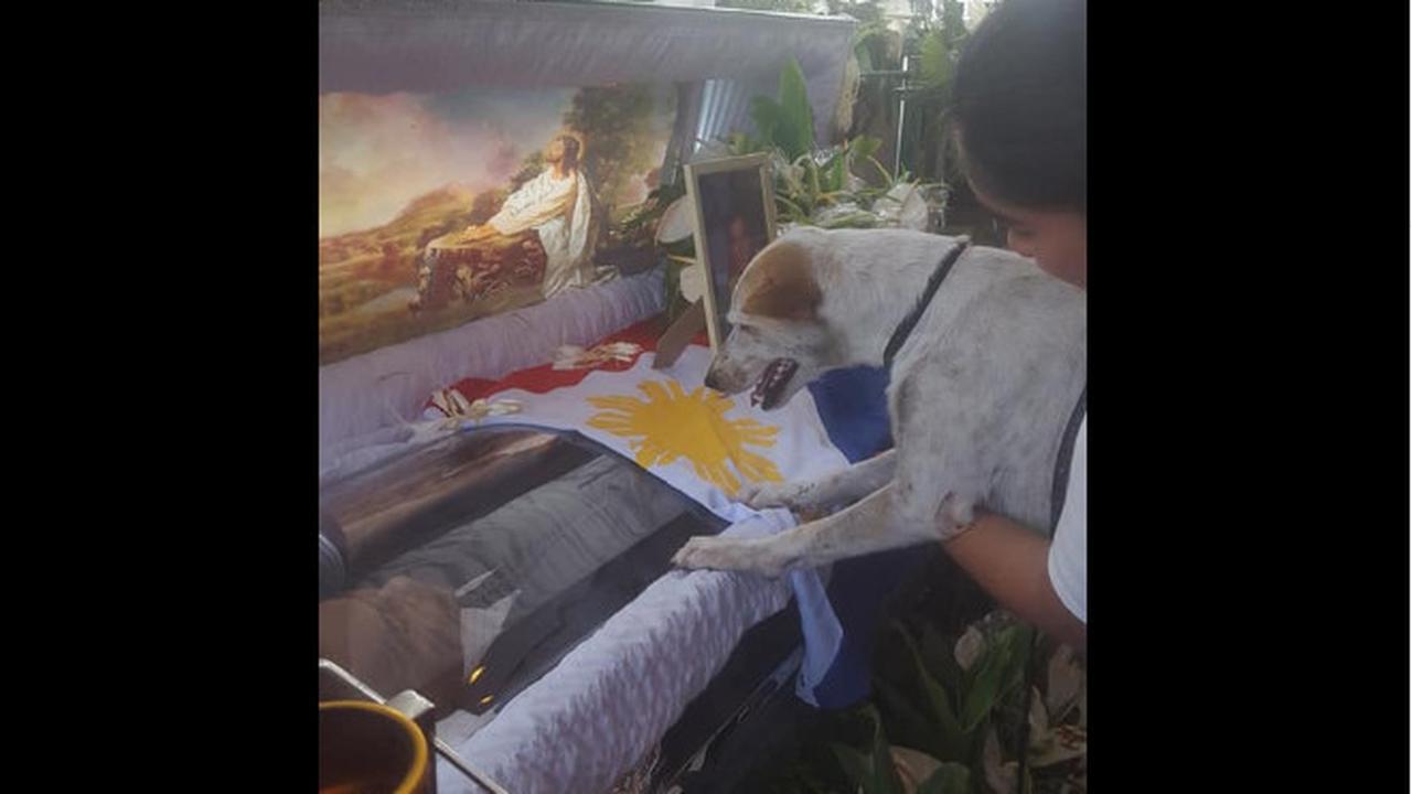 Viral, Kisah Anjing Setia yang Tak Mau Tinggalkan Makam Tuannya