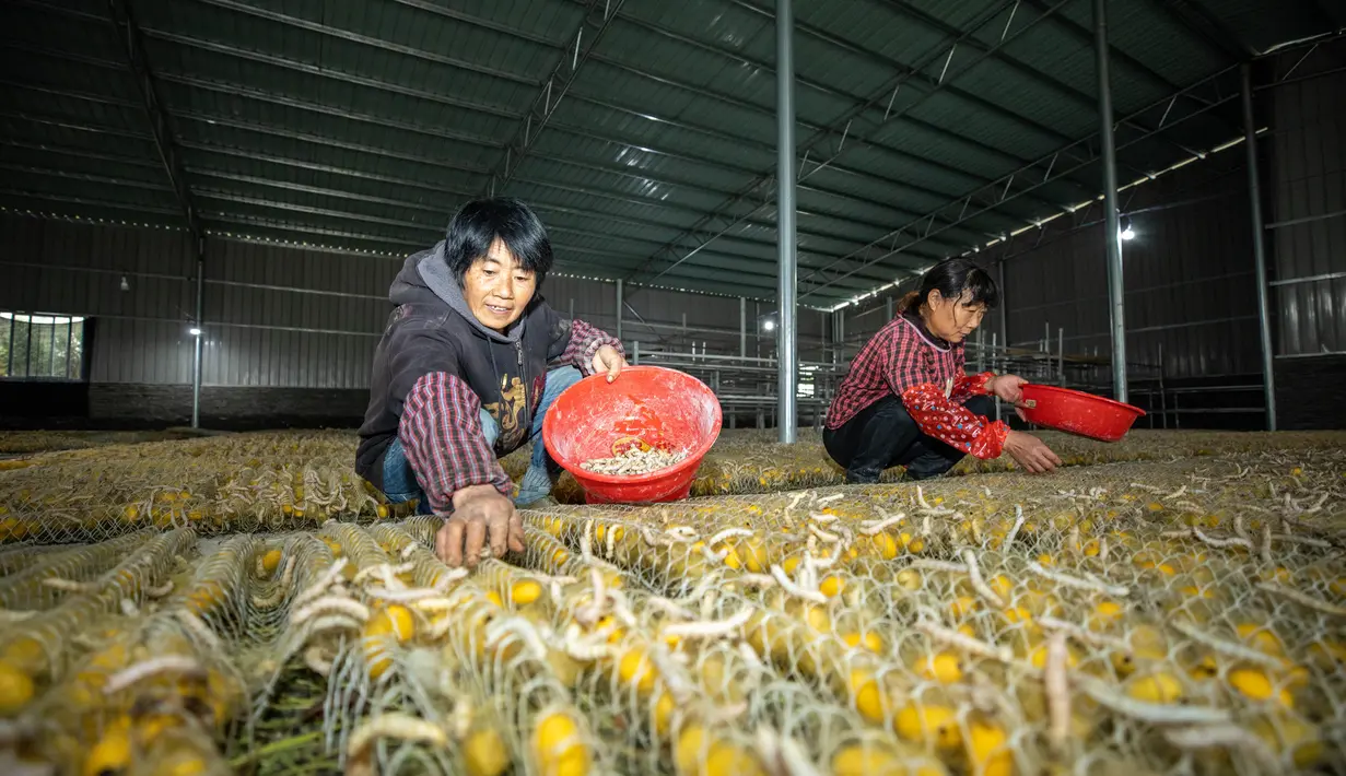 Peternak memasukkan ulat sutra ke dalam kandang kepompong di Desa Xidong, Kaihua, Provinsi Zhejiang, China, 21 Oktober 2020. Pada akhir 2020, produksi sutra di desa ini diperkirakan mencapai 22.500 kilogram, yang dapat meningkatkan pendapatan peternak hampir 1 juta yuan (1 yuan = Rp2.199). (Xinhua)