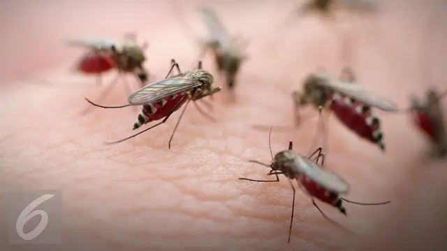 3 Warga AS Meninggal Akibat Terinfeksi Virus Otak Langka dari Nyamuk