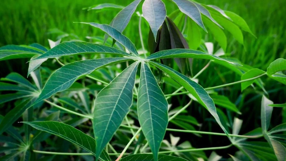 Trik Tanam Singkong agar Cepat Panen dan Hasil Melimpah