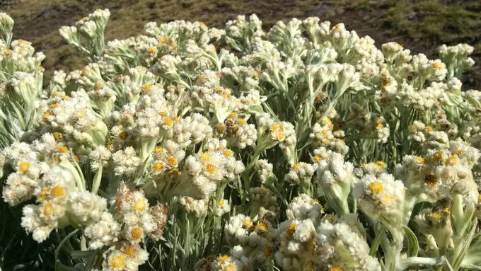 Alun-alun Surya Kencana