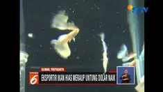 Meski rupiah tengah melemah, seorang pedagang ikan hias di Yogyakarta mengaku tak terpengaruh dengan kondisi tersebut. Meski demikian, ia berharap agar rupiah segera stabil.