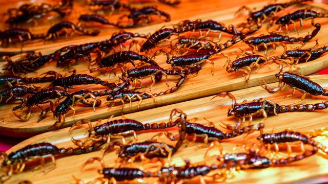 Menikmati Cokelat Bertabur Cacing hingga Kecoa Madagaskar