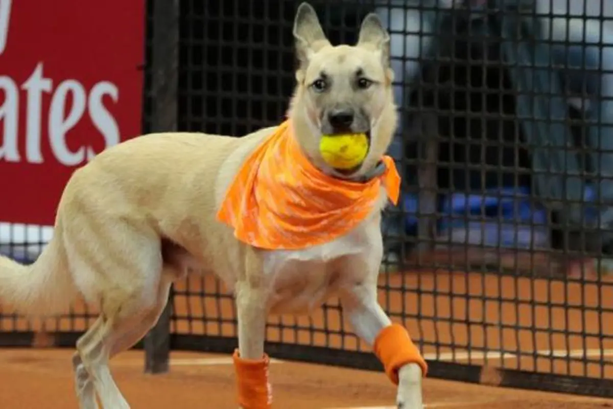 Pintar! Anjing Ini Jadi 'Ball Boy' Tenis