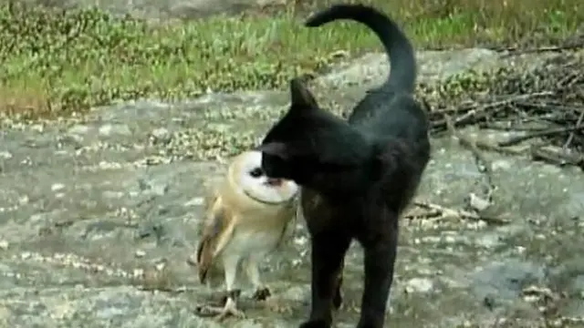 6 Momen Persahabatan Kucing dan Burung Hantu Ini Curi Perhatian